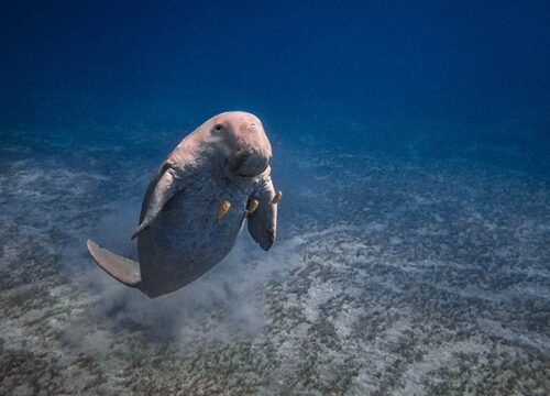 Marsa Alam: Ein Paradies am Roten Meer