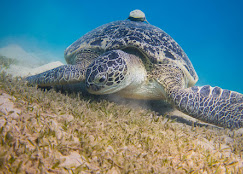 Schildkröten & Dugoung Schnorchel Ausflug Marsa Alam