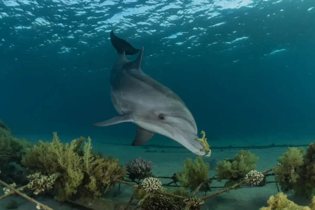 Delfinhaus Marsa Alam Abenteuer