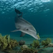 Delfinhaus Marsa Alam Abenteuer