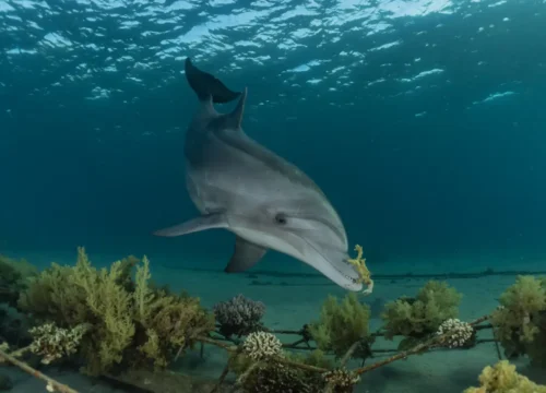 Delfinhaus Marsa Alam Abenteuer