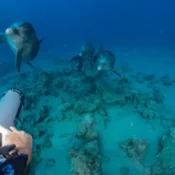 Ägypten Schnorcheltouren