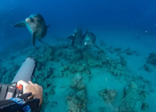 Ägypten Schnorcheltouren & Insel-Ausflüge 2026